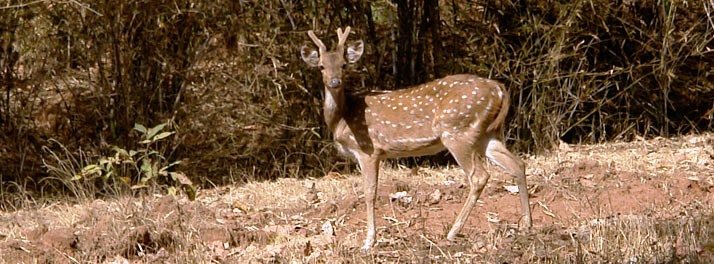 715/Taj Mahua Kothi Bandhavgarh National Park - Umaria 16.jpg